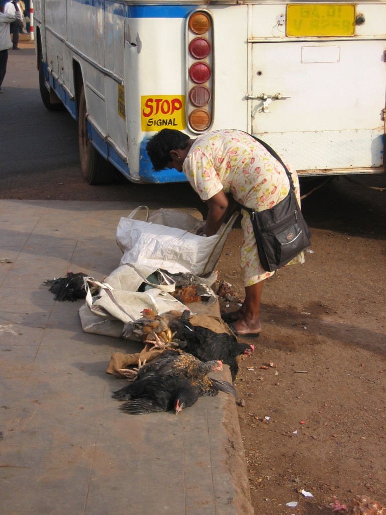 Mapusan bussiin oli laitettu kana poikineen takakonttiin