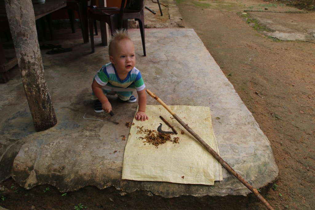 Kanelin käsittelyä / Cinnamon-making