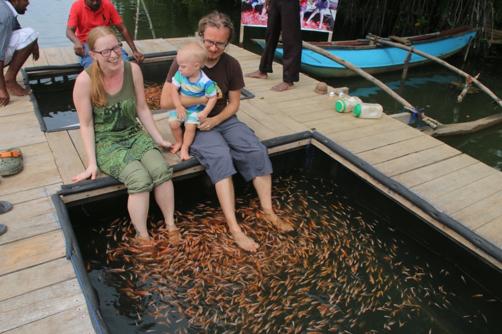 Kalakylpylä / Fish spa
