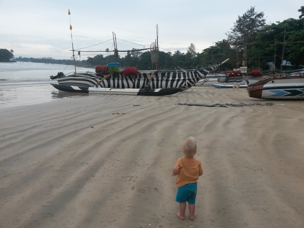 Weligaman rannasta löytyi seepravene.