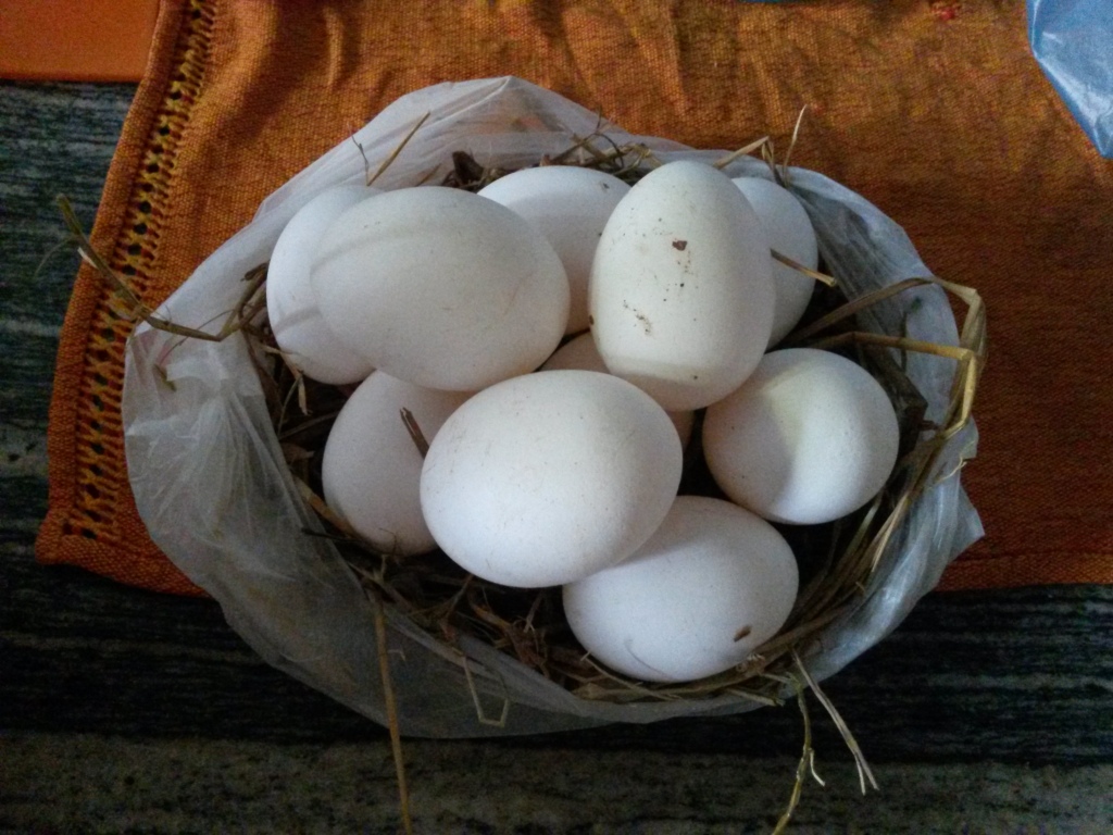 Got fresh eggs? These ones are still in the nest :)