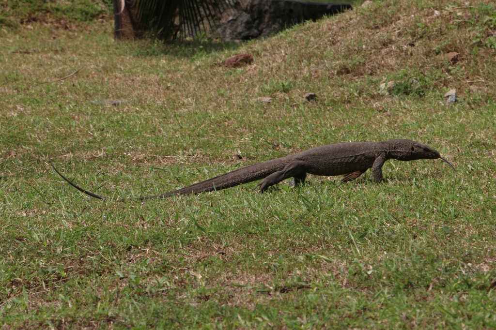 The resident monitor lizard