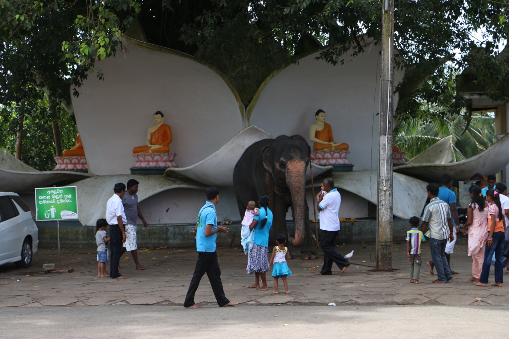 The temple elephant at Kande Viharaya