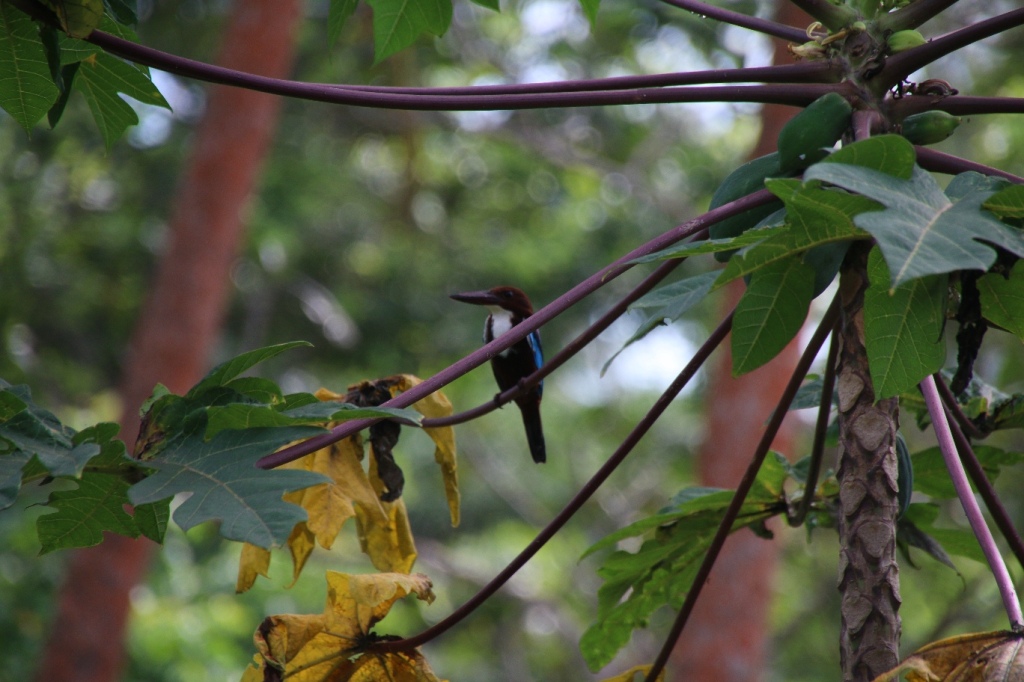 A kingfisher in a papaya tree