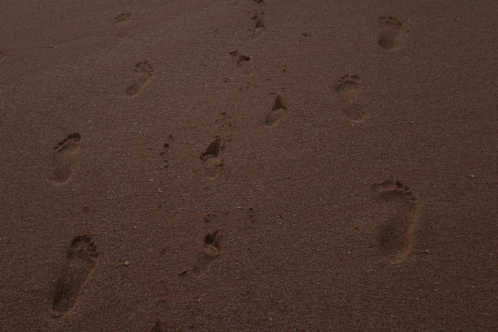 Family footmarks on Balapitiya beach